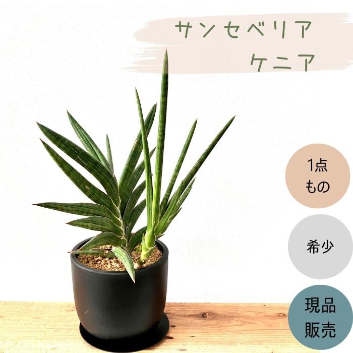 希少種【観葉植物】サンスベリア・ケニア（3.5号鉢つき） Amazon.co.jp: PLANCHU 観葉植物 サンセベリア ケニア 3号鉢 受け皿