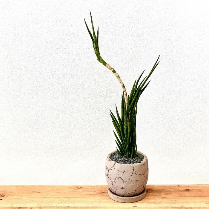 観葉植物 本物【現品】 『子株付き』サンセベリア フランシシー 希少な