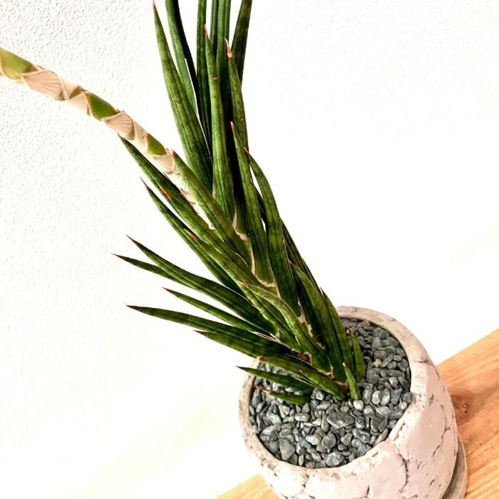 観葉植物 本物【現品】 『子株付き』サンセベリア フランシシー 希少な