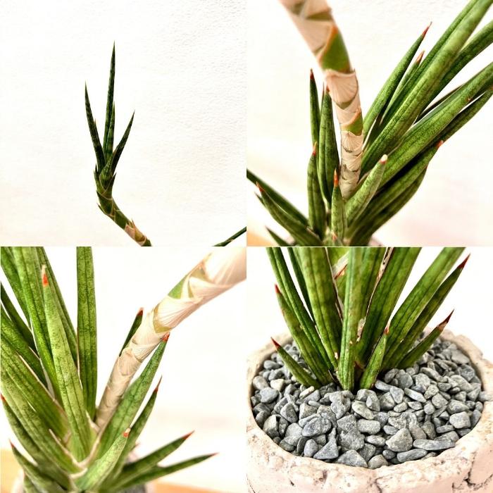 観葉植物 本物【現品】 『子株付き』サンセベリア フランシシー 希少な