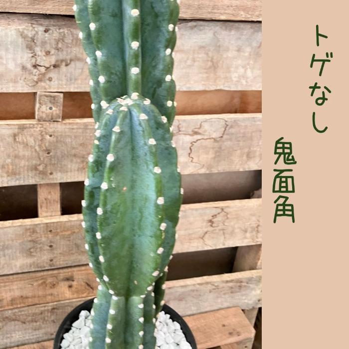 【鉢植え・送料込】柱サボテン ヌーダム (トゲ無し) ブランチ 沖縄育ち 楽天市場】◇柱サボテン・ヌーダム（トゲなし鬼面角）◇ハシラサボテン