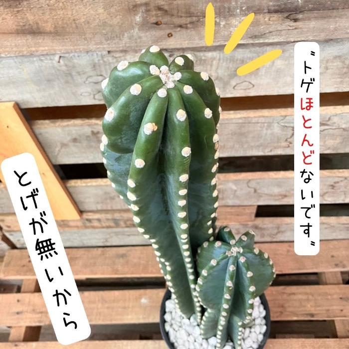 観葉植物 本物【現品】 ☆NEW☆ 柱サボテン ヌーダム 2本植え 7号