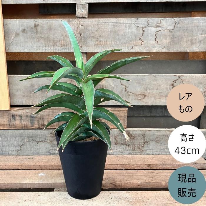 観葉植物 本物 【現品】 希少 1点もの ☆入手困難☆ サンスベリア