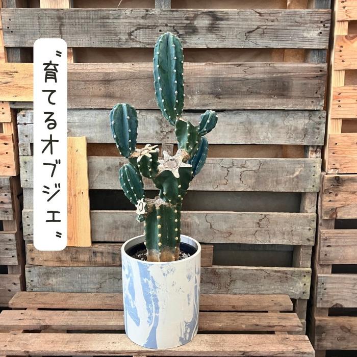 観葉植物 本物 【現品】柱サボテン ブランチ仕立て おしゃれな樹脂製