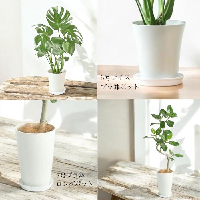 観葉植物 本物 ☆2個セット☆ ベンガレンシス7号(プラ鉢ロングポット