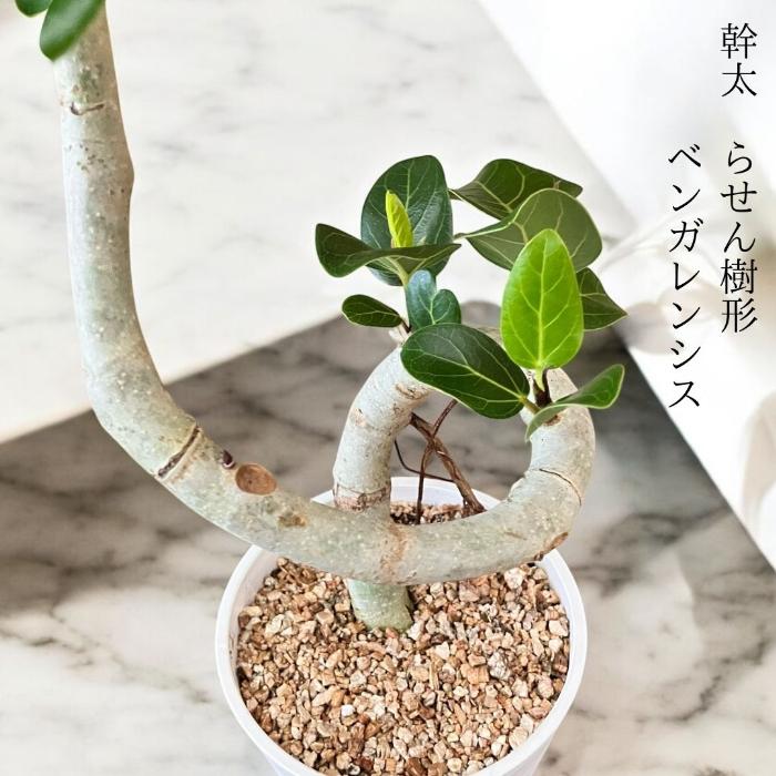 残りわずか】観葉植物 本物 新品 ☆らせん樹形☆ ベンガレンシス5号
