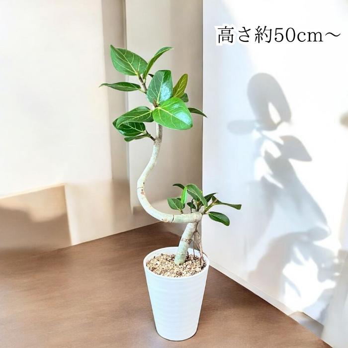 残りわずか】観葉植物 本物 新品 ☆らせん樹形☆ ベンガレンシス5号