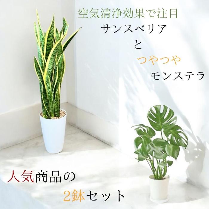 観葉植物 本物 新品 ☆2個セット☆ サンスベリア7号プラ鉢ロングポット