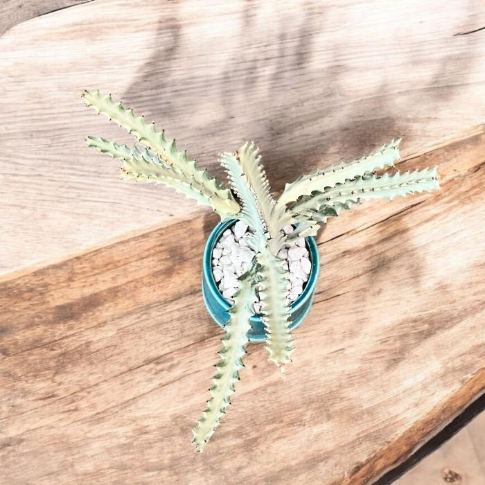 観葉植物 多肉植物 本物 【1点もの】☆現品販売☆ 新品 ユーフォルビア