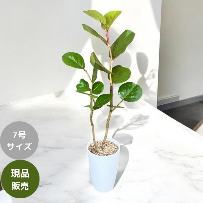観葉植物 本物 【現品 】おススメ！ シーグレープ （別名