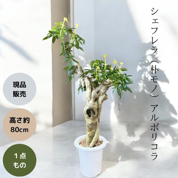 観葉植物 本物 【現品】☆激レア樹形☆ シェフレラ アルボリコラ