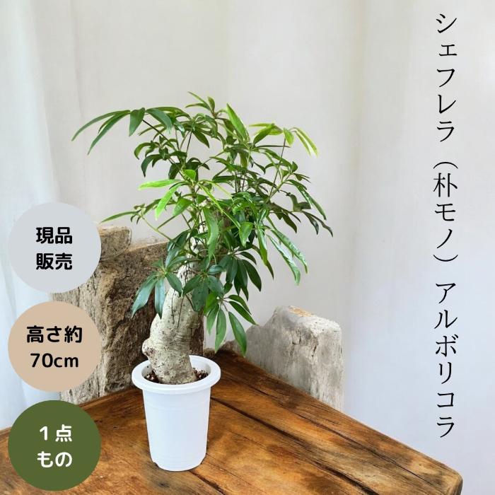 観葉植物 本物 【現品】☆激レア樹形☆ シェフレラ アルボリコラ