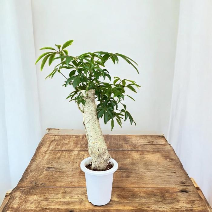 観葉植物 本物 【現品】☆激レア樹形☆ シェフレラ アルボリコラ