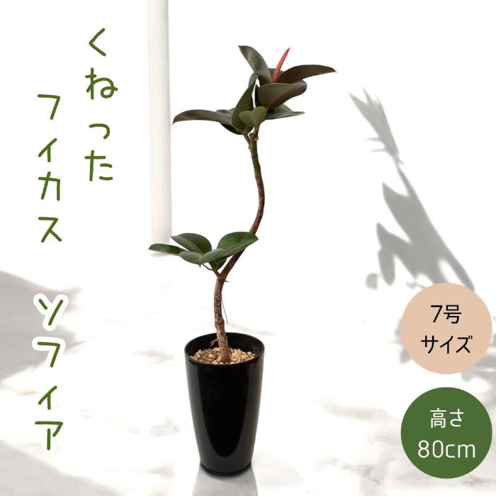 観葉植物 本物 新品 ☆現品☆ くねくね フィカス・ソフィア 001543