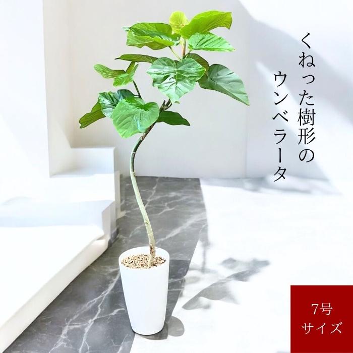 観葉植物 本物 新品 ☆2個セット☆ ウンベラータ7号プラ鉢ロングポット