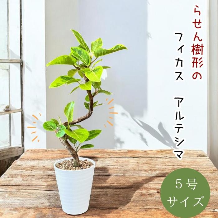 観葉植物 本物  新品 『数量限定』★らせん樹形★ フィカス　アルテシマ　5号　　人気商品　001553  父の日（Yahoo!・観葉植物の専門店 彩植健美）