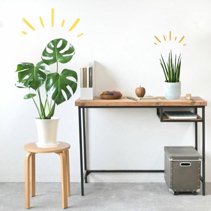 観葉植物 本物 新品 ☆2個セット☆ モンステラ6号 と サンセベリア
