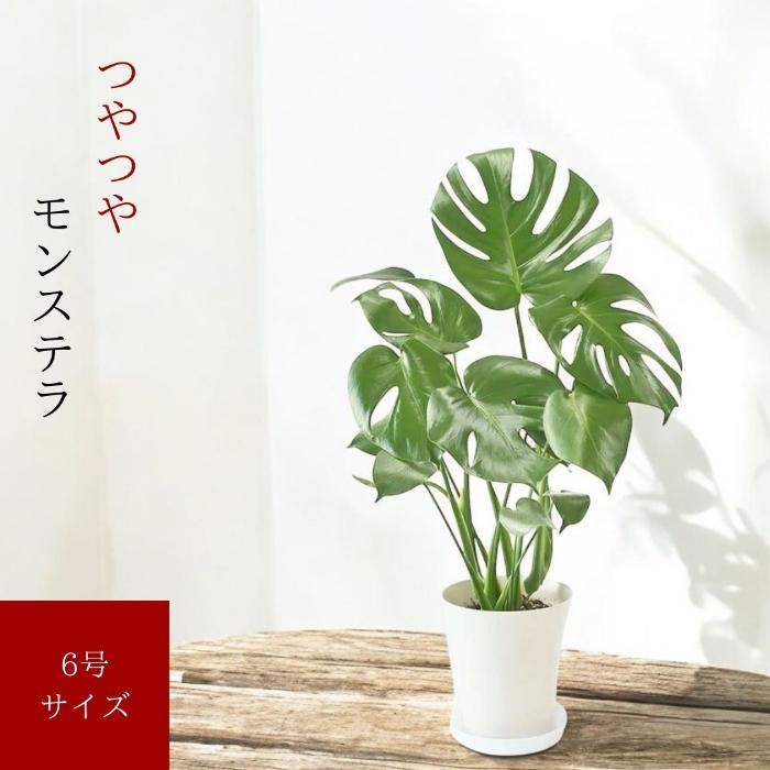 観葉植物 本物 新品 ☆2個セット☆ モンステラ6号 と サンセベリア