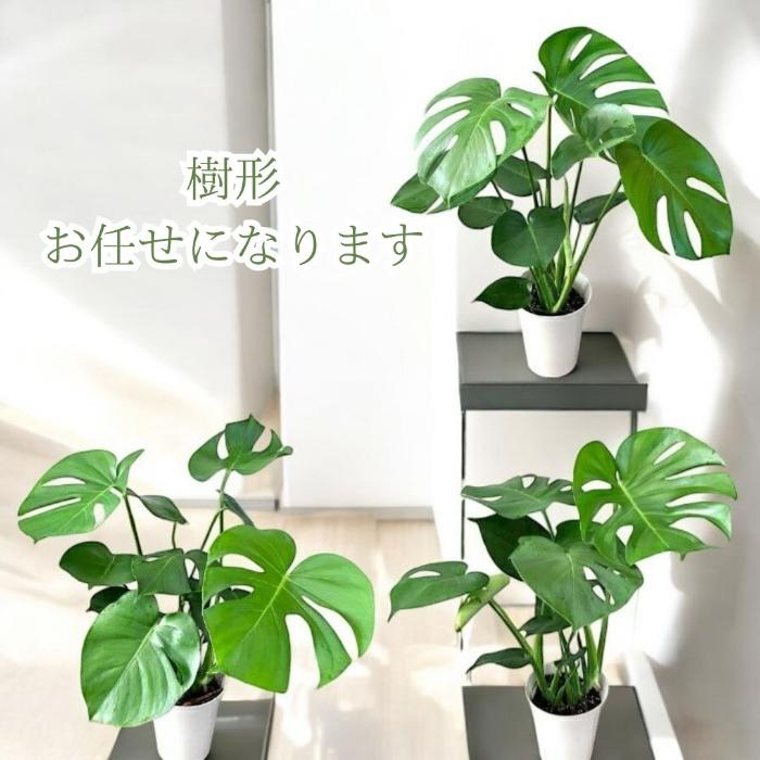 観葉植物 本物 新品 ☆2個セット☆ モンステラ6号 と サンセベリア