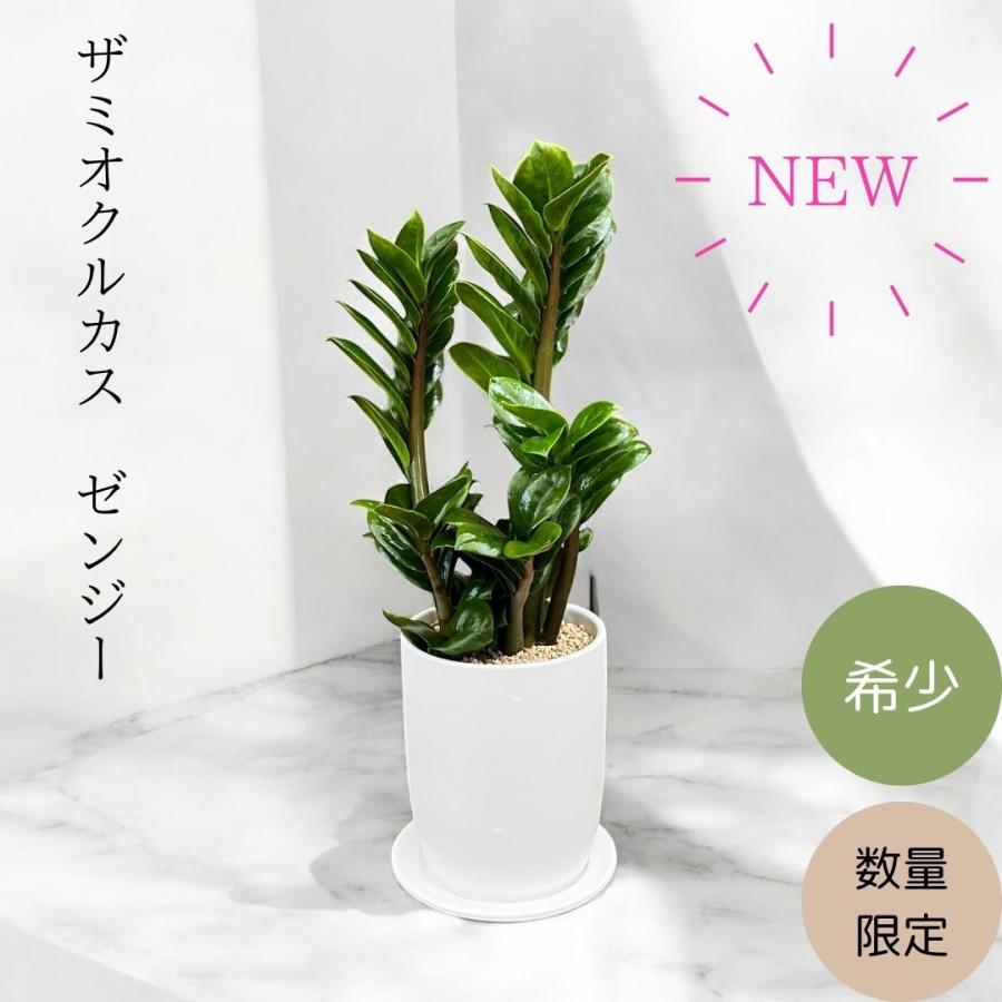 観葉植物 本物 【数量限定】希少 コンパクトなザミオクルカス