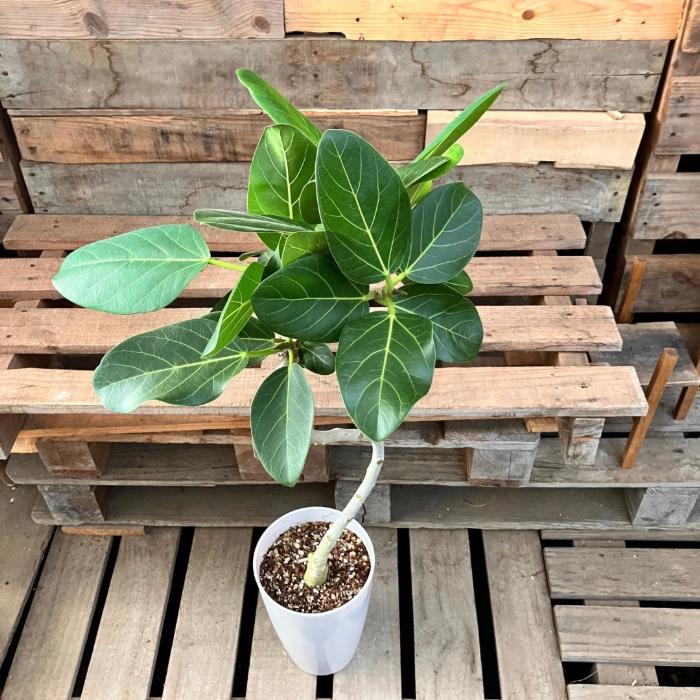 観葉植物 本物 【現品】 ☆くねくね樹形☆ 唯一無二 フィカス