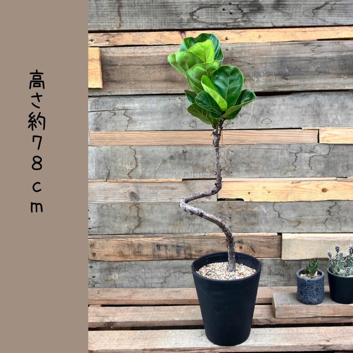フィカス・リラータ・バンビーノ | 観葉植物の通販 AND PLANTS (アンド 