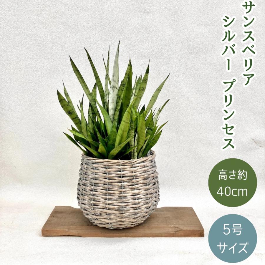 観葉植物 本物 【現品販売】☆希少☆ サンスベリア・シルバー