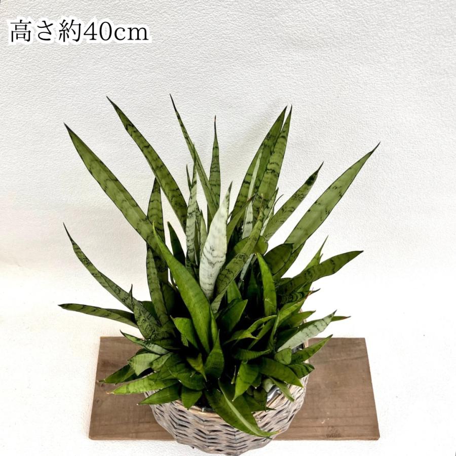 観葉植物 本物 【現品販売】☆希少☆ サンスベリア・シルバー 