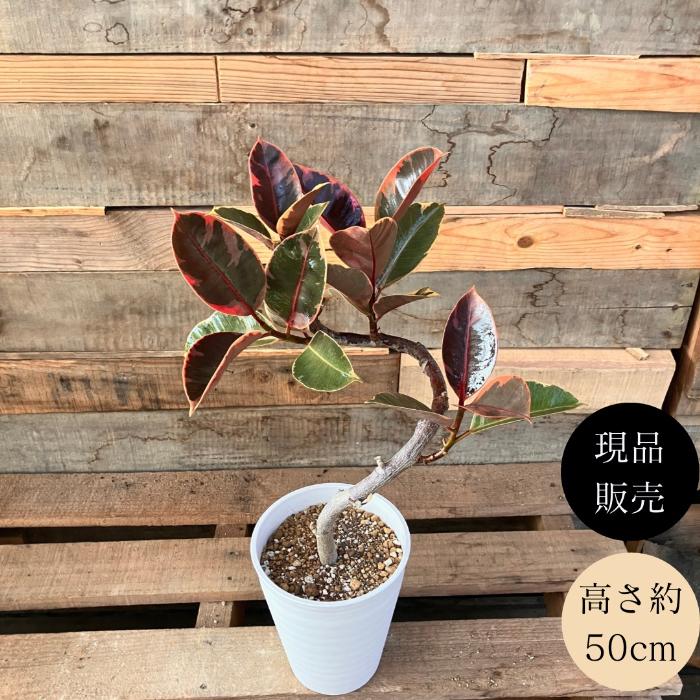 フィカス ルビー 実生 自然樹形 12/16まで特価 送料込 観葉植物 本物 【現品】くねくね樹形 フィカス ルビー 5号サイズ