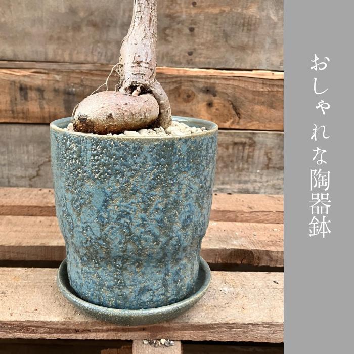 観葉植物 本物 【現品販売】 希少 ブラキキトン ルペストリス 【ボトル