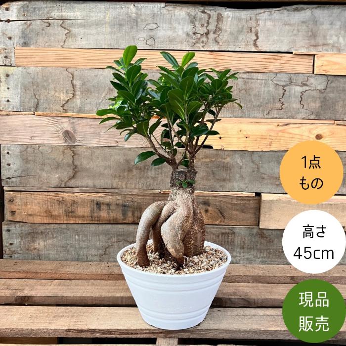観葉植物 本物 NEW【現品】 一点もの ガジュマル 6号サイズ 人気商品