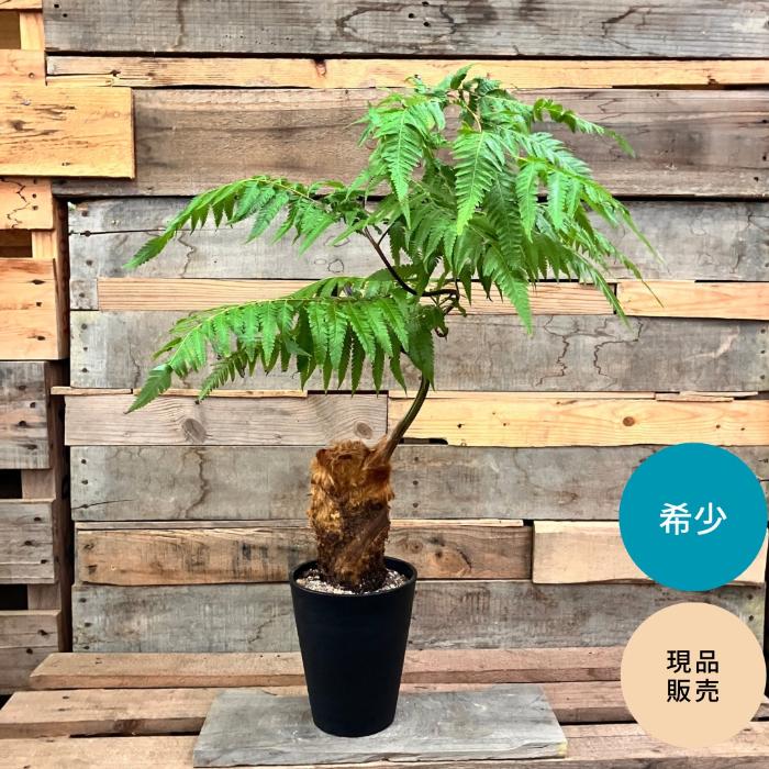 観葉植物 本物 ☆希少☆【現品】タカワラビ(キンモウコウ) 001687