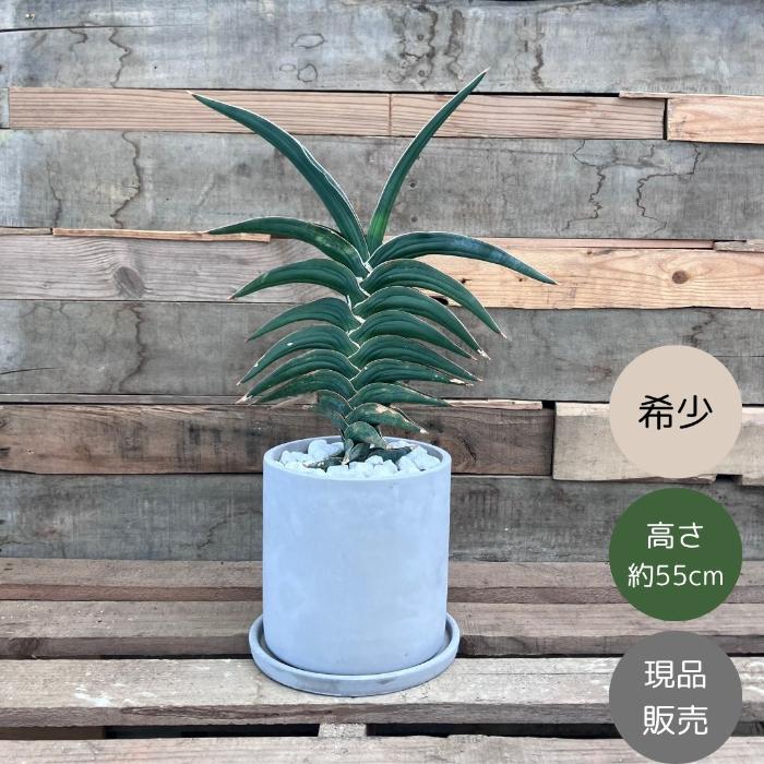 観葉植物 本物 【現品】☆希少☆ サンスベリア・パウエル おしゃれな