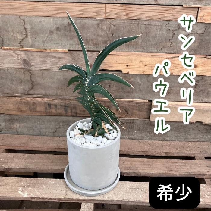 観葉植物 本物 【現品】☆希少☆ サンスベリア・パウエル おしゃれな