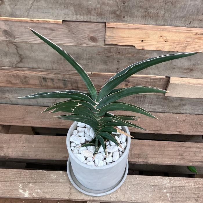 観葉植物 本物 【現品】☆希少☆ サンスベリア・パウエル おしゃれな