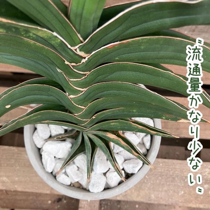 観葉植物 本物 【現品】☆希少☆ サンスベリア・パウエル おしゃれな