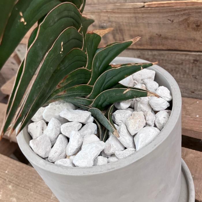 観葉植物 本物 【現品】☆希少☆ サンスベリア・パウエル おしゃれな