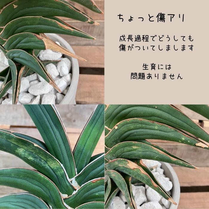 観葉植物 本物 【現品】☆希少☆ サンスベリア・パウエル おしゃれな