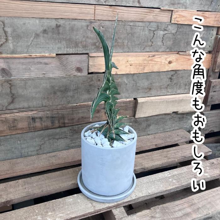 観葉植物 本物 【現品】☆希少☆ サンスベリア・パウエル おしゃれな