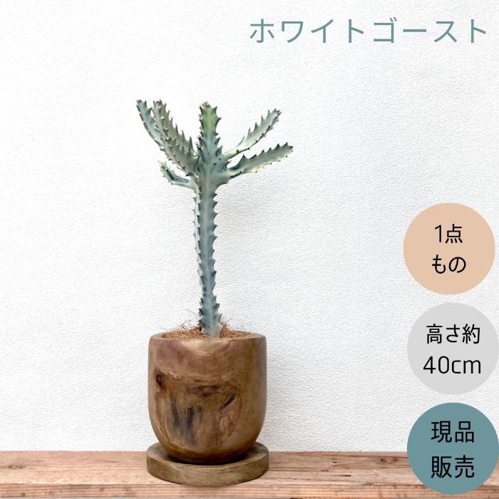 観葉植物 多肉植物 本物 【1点もの】☆現品販売☆ 新品 ユーフォルビア
