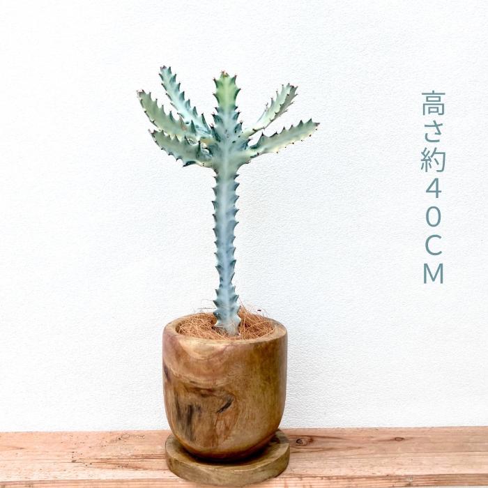 観葉植物 多肉植物 本物 【1点もの】☆現品販売☆ 新品 ユーフォルビア