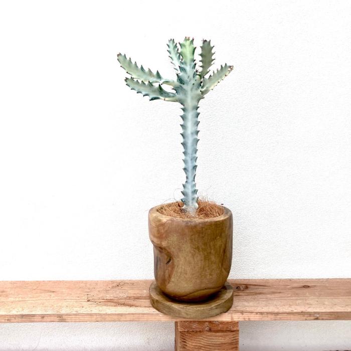 観葉植物 多肉植物 本物 【1点もの】☆現品販売☆ 新品 ユーフォルビア