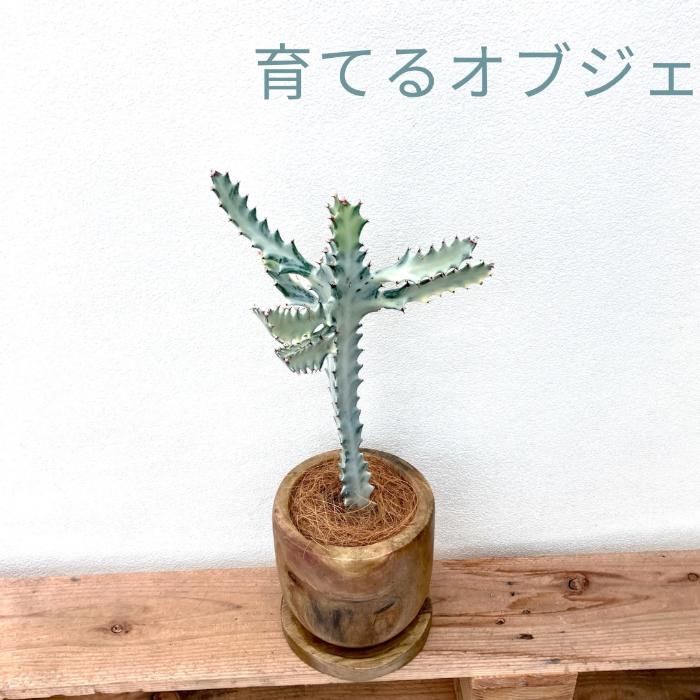 観葉植物 多肉植物 本物 【1点もの】☆現品販売☆ 新品 ユーフォルビア