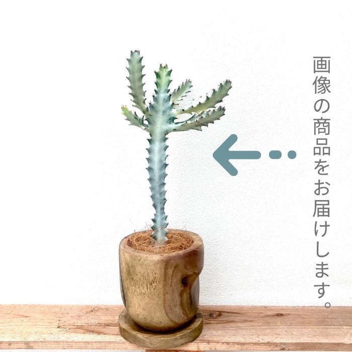観葉植物 多肉植物 本物 【1点もの】☆現品販売☆ 新品 ユーフォルビア