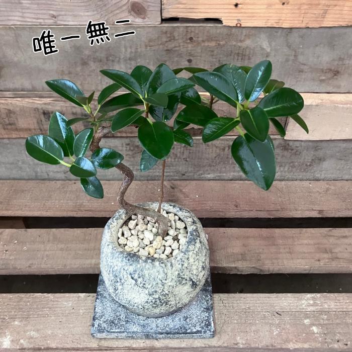 観葉植物 本物 【現品】☆新品☆1点もの くねくねフランスゴム お洒落