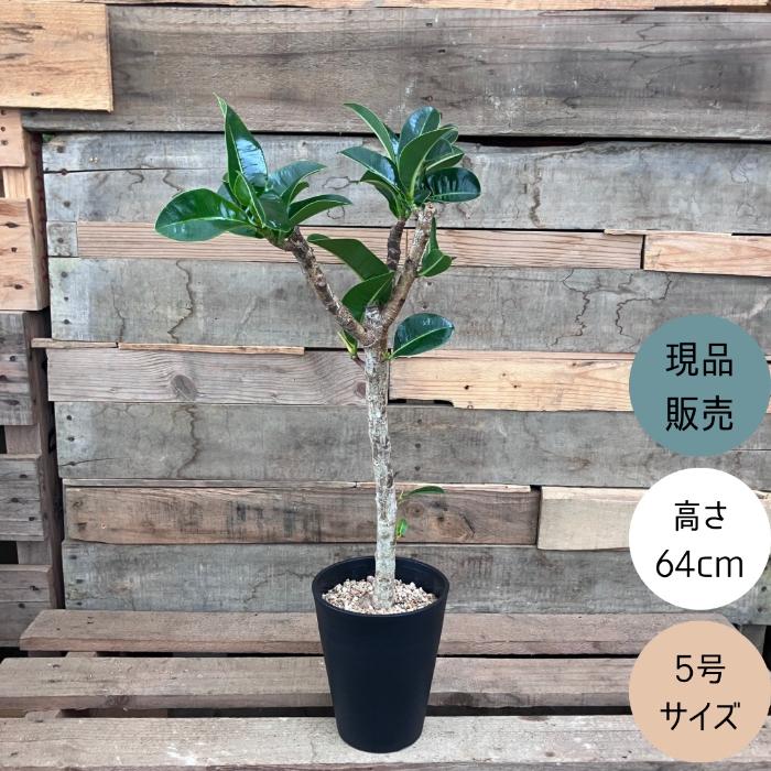 フィカス•エラスティカアポロ♪ 126cm 太幹♪ フィカス・エラスティカ・アポロ 7号 - 植物と暮らす m-plant