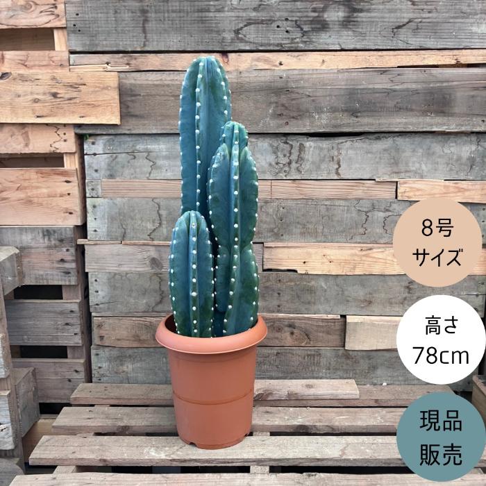 観葉植物 本物【現品】 柱サボテン ヌーダム ☆3本立ち☆ 8号サイズ