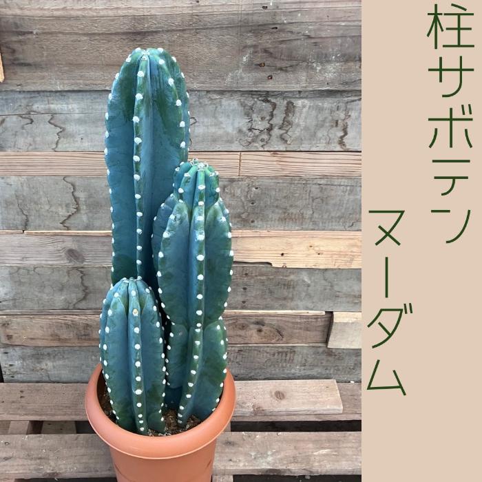 観葉植物 本物【現品】 柱サボテン ヌーダム ☆3本立ち☆ 8号サイズ