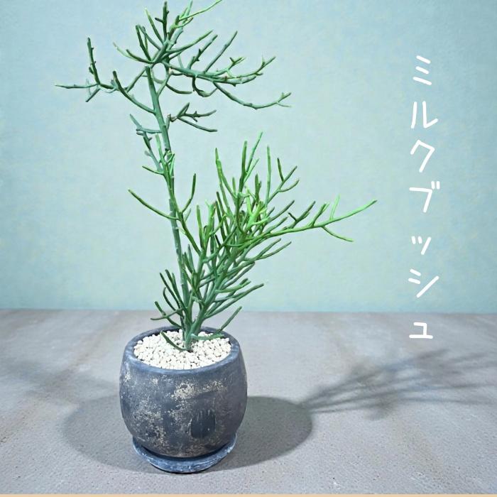 観葉植物 本物 【現品】 ミルクブッシュ（ミドリサンゴ） 唯一無二の樹