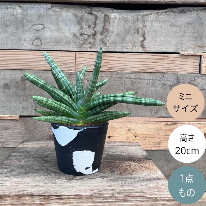 観葉植物 本物 【現品】 希少 サンセベリア ボンセレンシス 新品